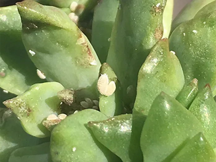 「多肉植物 白い虫 が！」と気づいたら即実行！ 驚異の駆除・予防 完全対策【決定版】